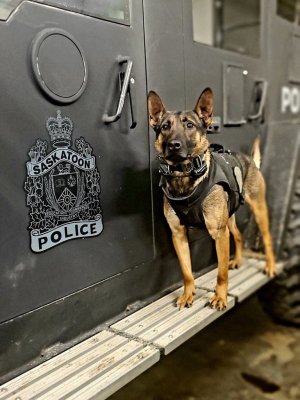 Saskatoon Police Service Canine Unit Dog