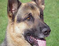 Saskatoon Police Service Dog Cyr