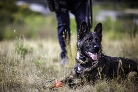 how does a police dog know what scent to follow